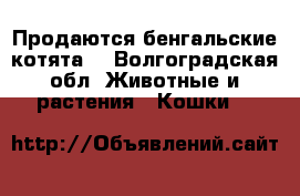 Продаются бенгальские котята  - Волгоградская обл. Животные и растения » Кошки   